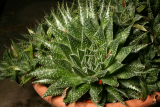 Aloe aristata RCP8-2013 067.JPG